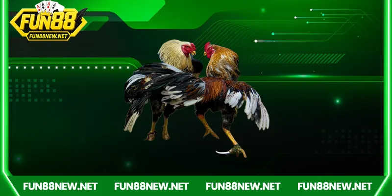 Tôi có thể đặt cược thể thao Fun88 trong lúc trận đấu đang diễn ra không?